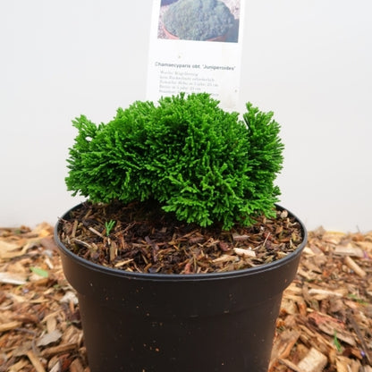 Schijncipres (Chamaecyparis obtusa) 'Juniperoides'
