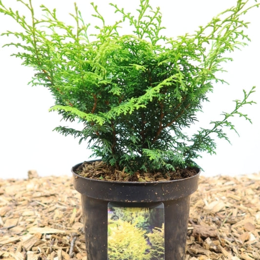 Schijncipres (Chamaecyparis obtusa) 'Lucas'