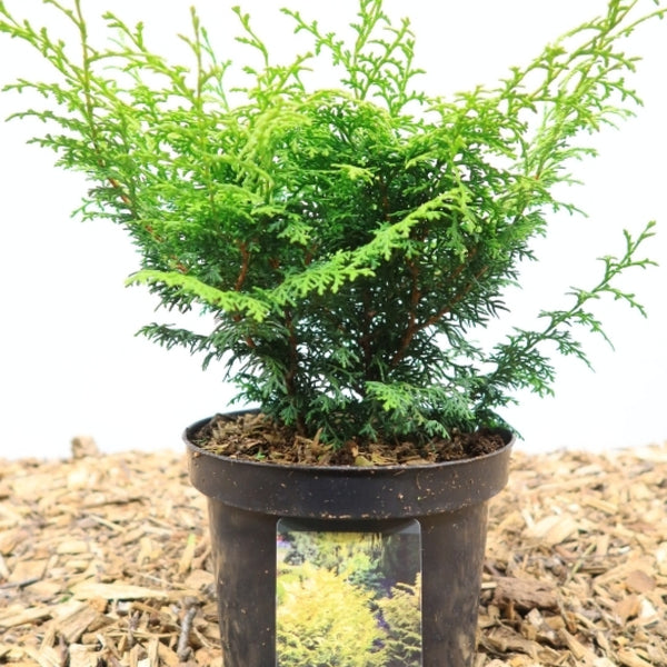 Schijncipres (Chamaecyparis obtusa) 'Lucas'