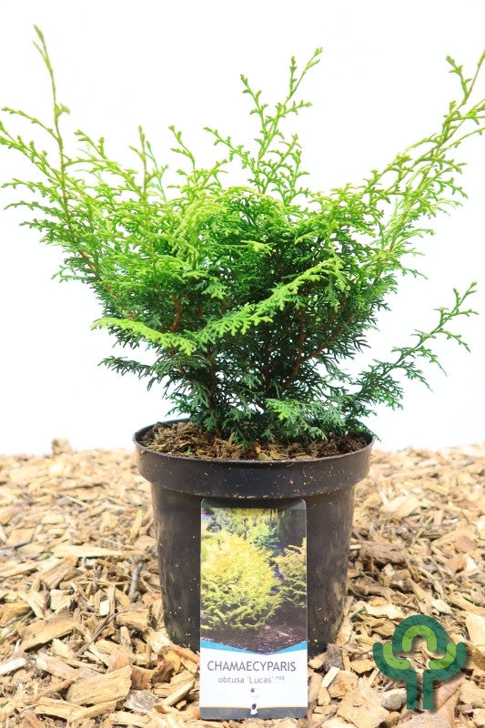Schijncipres (Chamaecyparis obtusa) 'Lucas'