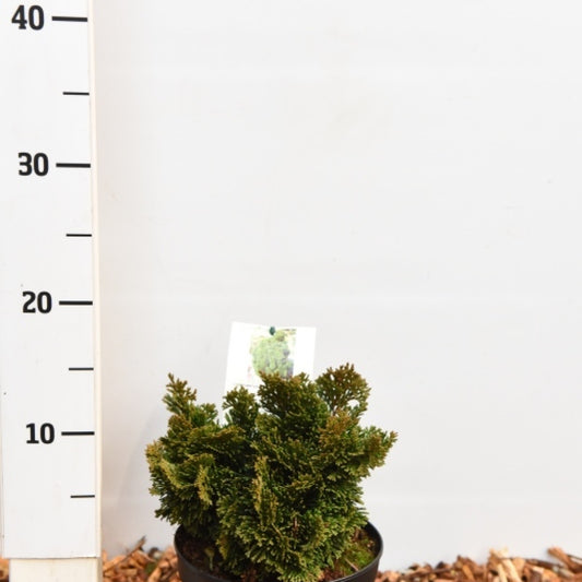 Schijncipres (Chamaecyparis obtusa) 'Nana Gracilis'