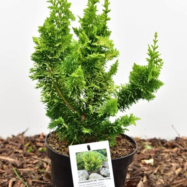 Schijncipres (Chamaecyparis obtusa) 'Yellow Teddy Bear' ®