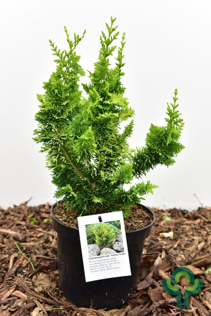 Schijncipres (Chamaecyparis obtusa) 'Yellow Teddy Bear' ®