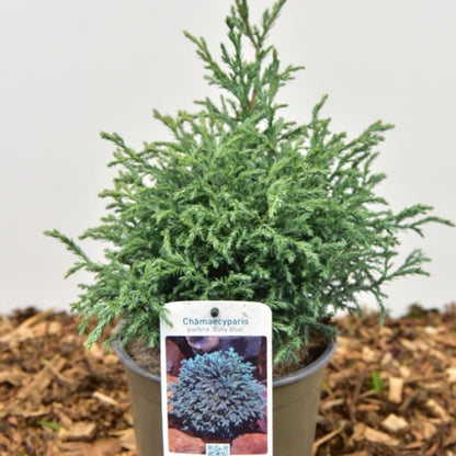 Schijncipres (Chamaecyparis pisifera) 'Baby Blue'