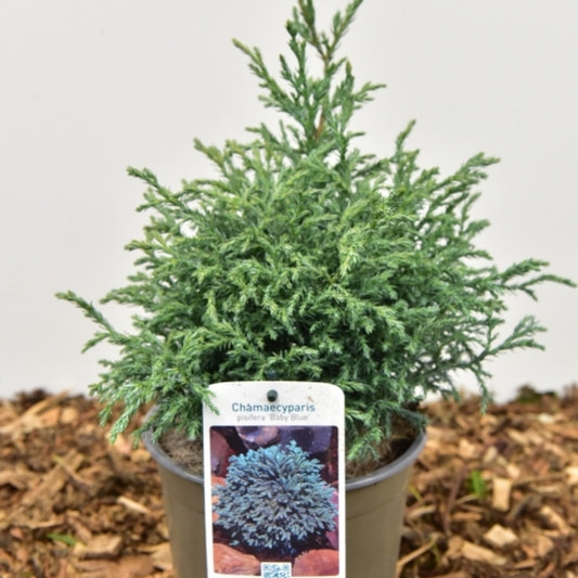 Schijncipres (Chamaecyparis pisifera) 'Baby Blue'