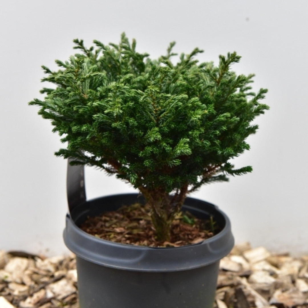 Schijncipres (Chamaecyparis pisifera) 'Blue Moon'
