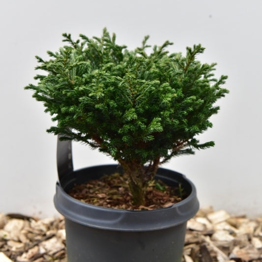 Schijncipres (Chamaecyparis pisifera) 'Blue Moon'