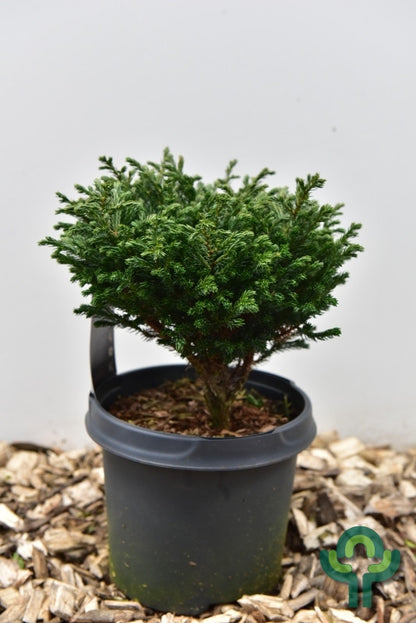Schijncipres (Chamaecyparis pisifera) 'Blue Moon'