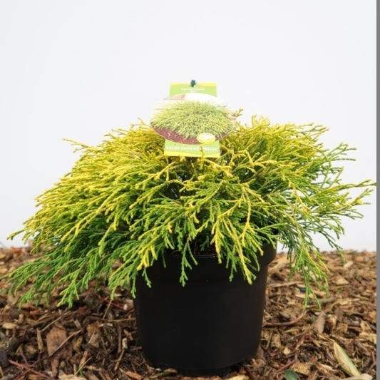 Schijncipres (Chamaecyparis pisifera) 'Filifera Aurea'