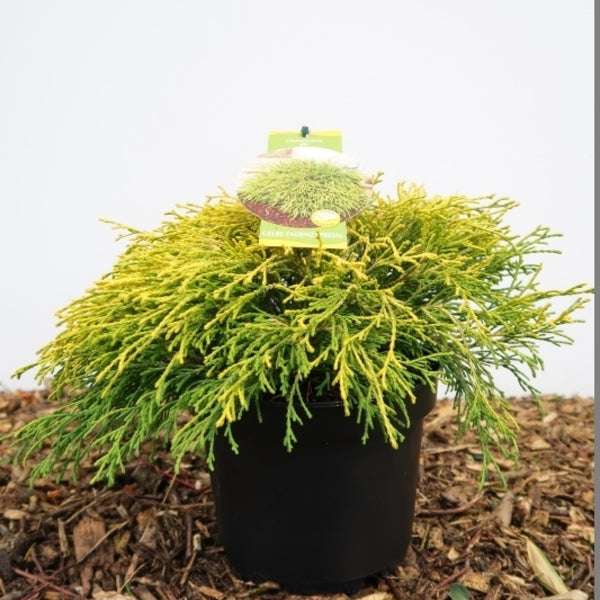 Schijncipres (Chamaecyparis pisifera) 'Filifera Aurea'