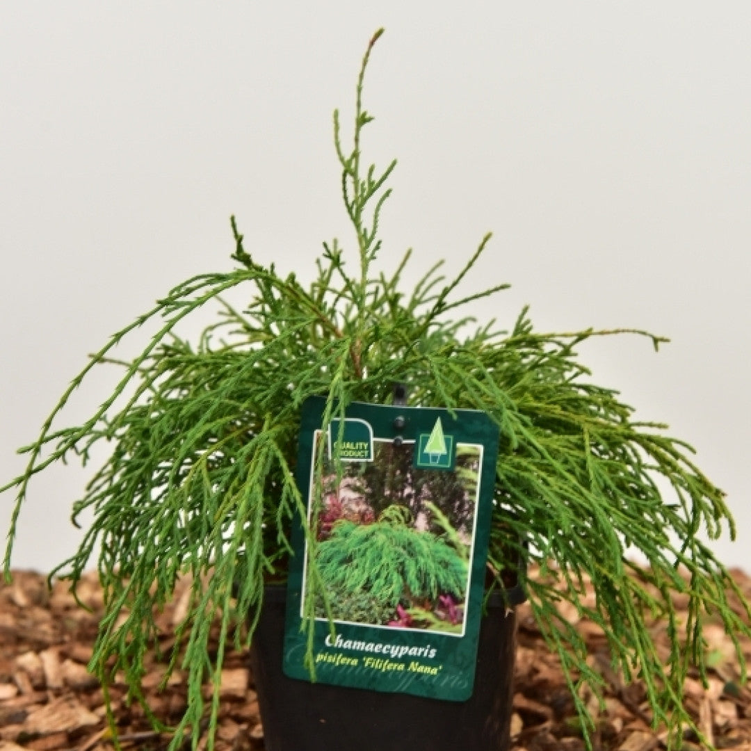 Schijncipres (Chamaecyparis pisifera) 'Filifera Nana'