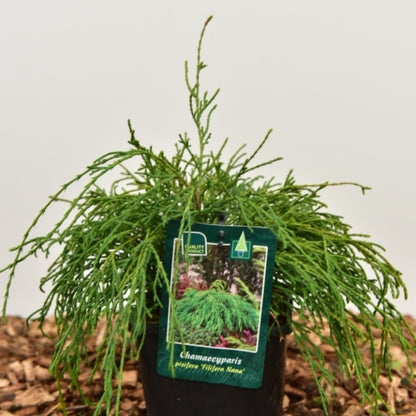 Schijncipres (Chamaecyparis pisifera) 'Filifera Nana'