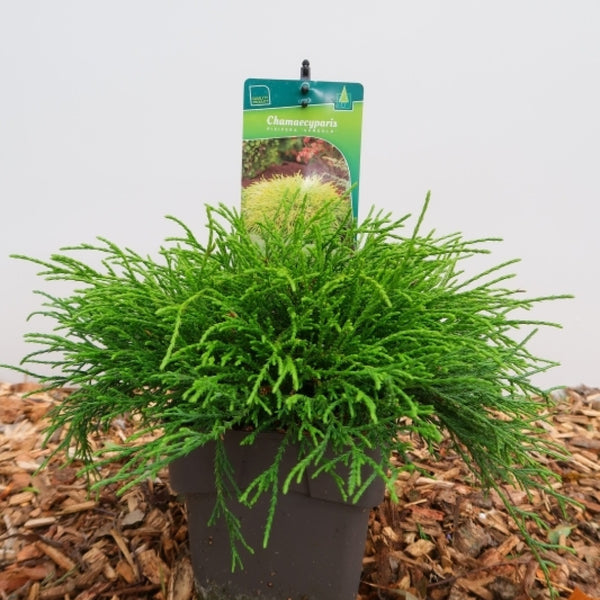 Schijncipres (Chamaecyparis pisifera) 'Sungold'