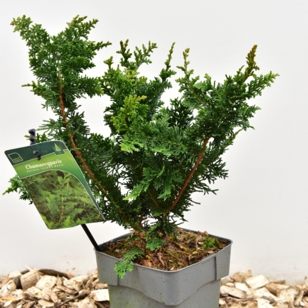 Schijncipres (Chamaecyparis obtusa) 'Teddy Bear'