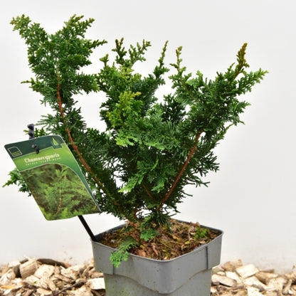 Schijncipres (Chamaecyparis obtusa) 'Teddy Bear'