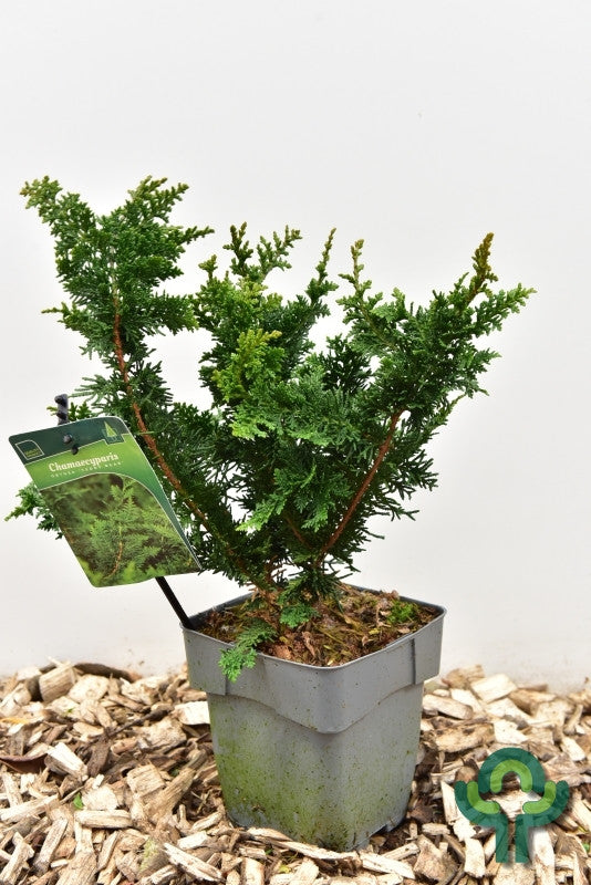 Schijncipres (Chamaecyparis obtusa) 'Teddy Bear'