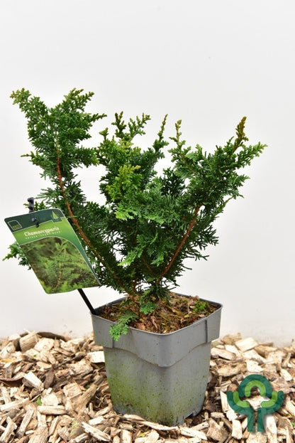 Schijncipres (Chamaecyparis obtusa) 'Teddy Bear'