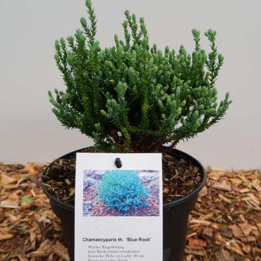 Schijncipres (Chamaecyparis thyoides) 'Blue Rock' ('Versent') ®