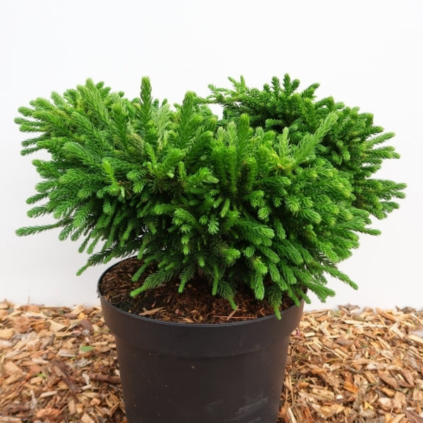 Japanse ceder (Cryptomeria japonica) 'Dinger'