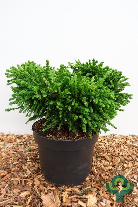 Japanse ceder (Cryptomeria japonica) 'Dinger'