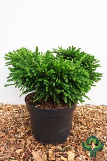 Japanse ceder (Cryptomeria japonica) 'Dinger'