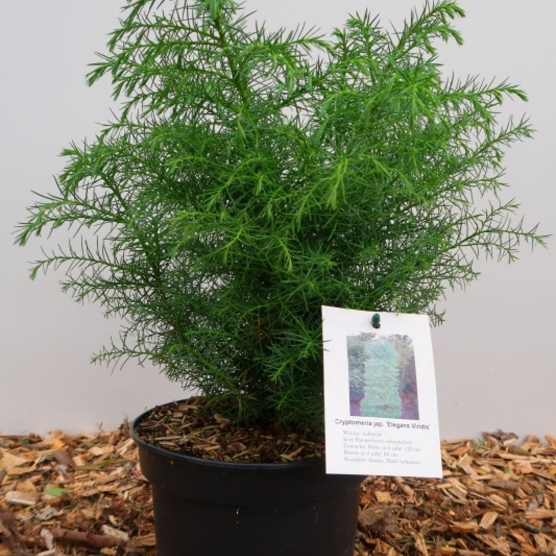 Japanse ceder (Cryptomeria japonica) 'Elegans Virides'