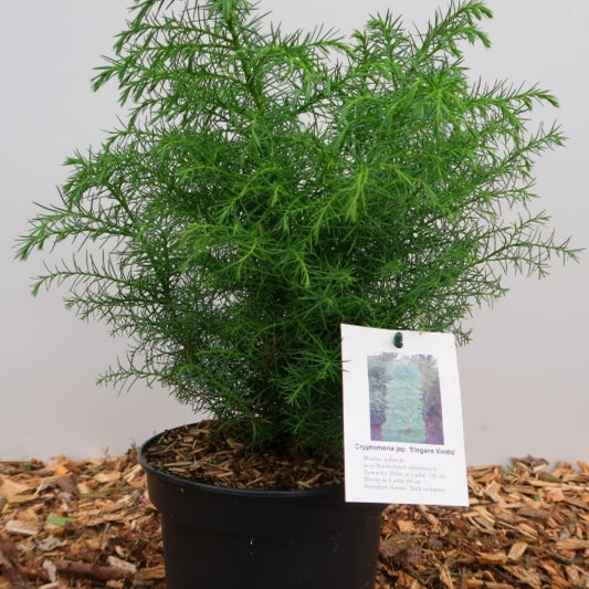 Japanse ceder (Cryptomeria japonica) 'Elegans Virides'