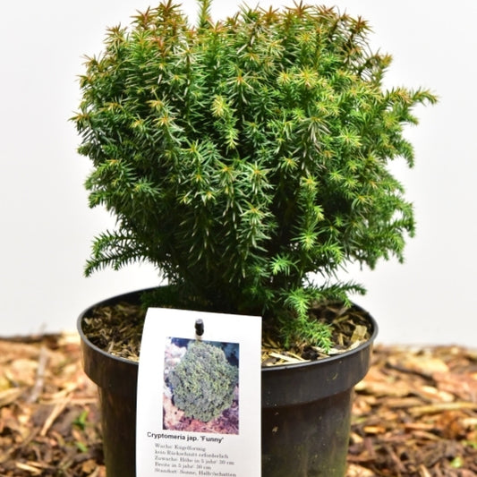 Japanse ceder (Cryptomeria japonica) 'Funny'