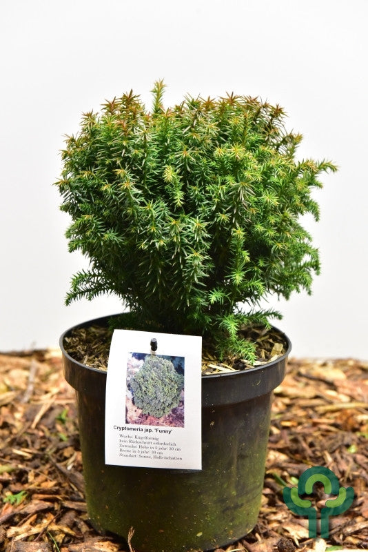 Japanse ceder (Cryptomeria japonica) 'Funny'