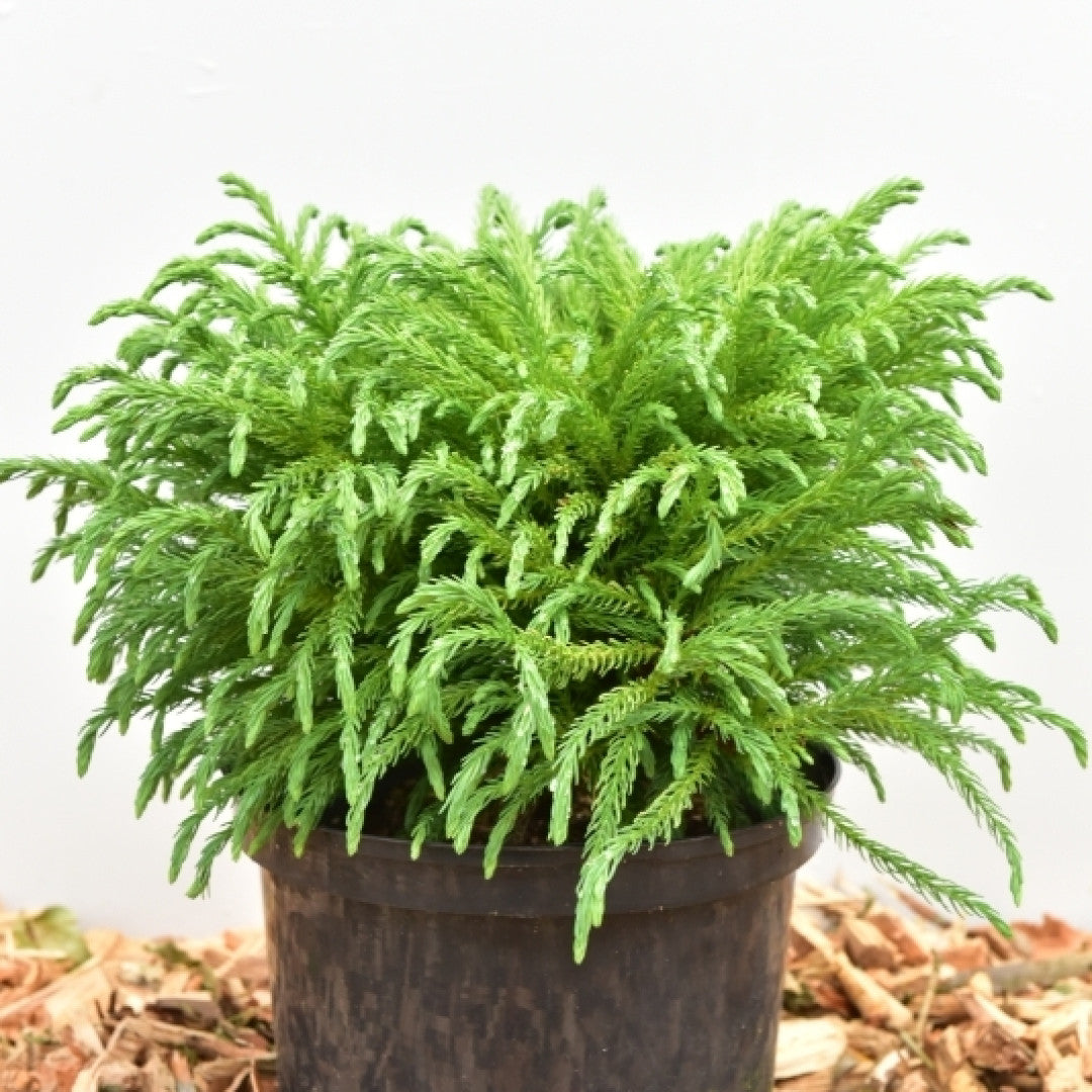 Japanse ceder (Cryptomeria japonica) 'Globosa Nana'