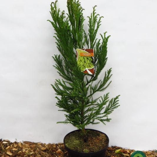 Japanse ceder (Cryptomeria japonica) 'Jindai'
