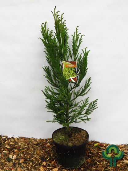Japanse ceder (Cryptomeria japonica) 'Jindai'