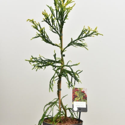 Japanse ceder (Cryptomeria japonica) 'Kyara Gold'