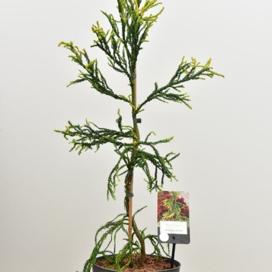 Japanse ceder (Cryptomeria japonica) 'Kyara Gold'