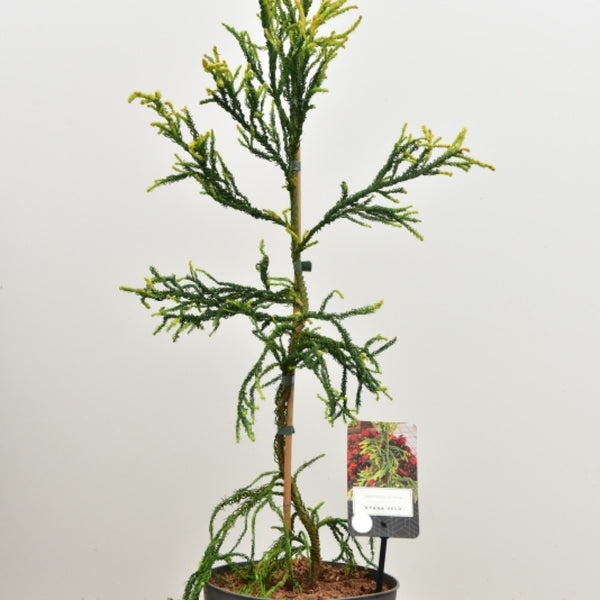 Japanse ceder (Cryptomeria japonica) 'Kyara Gold'