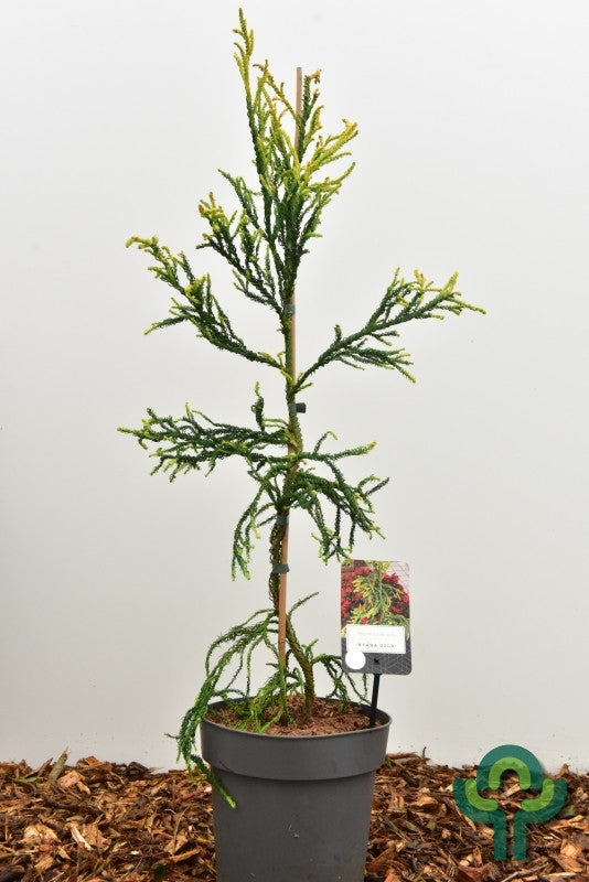 Japanse ceder (Cryptomeria japonica) 'Kyara Gold'