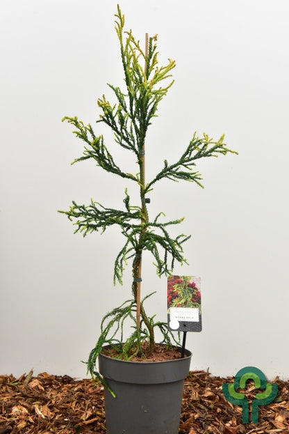 Japanse ceder (Cryptomeria japonica) 'Kyara Gold'