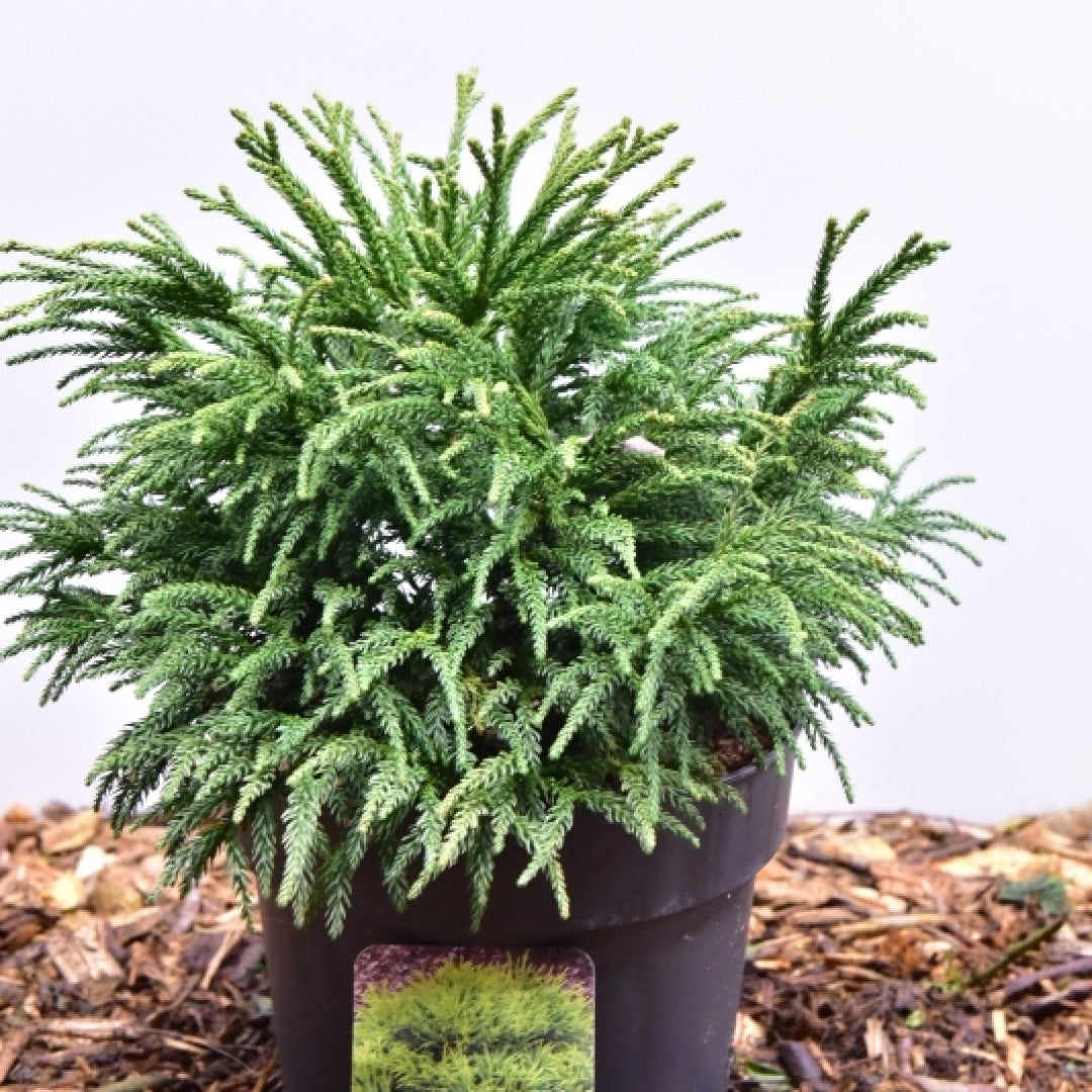 Japanse ceder (Cryptomeria japonica) 'Little Champion'