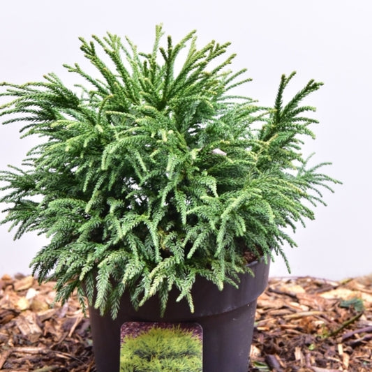 Japanse ceder (Cryptomeria japonica) 'Little Champion'