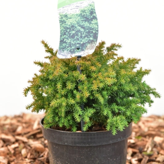 Japanse ceder (Cryptomeria japonica) 'Vilmoriniana'