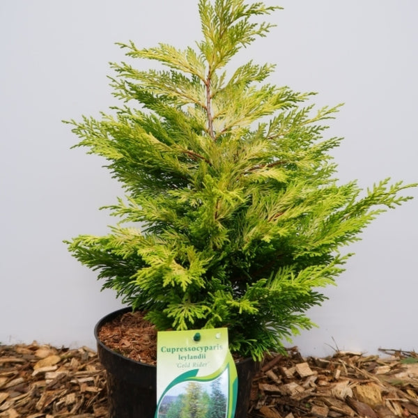 Leylandcipres (Cupressocyparis leylandii) 'Gold Rider'
