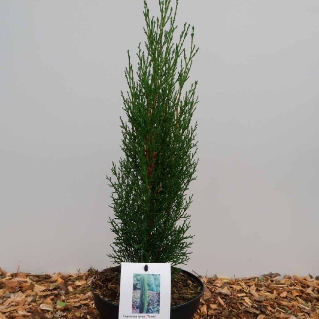Italiaanse cipres (Cupressus sempervirens) 'Totem'