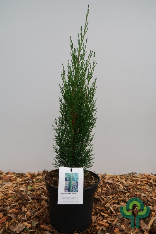 Italiaanse cipres (Cupressus sempervirens) 'Totem'