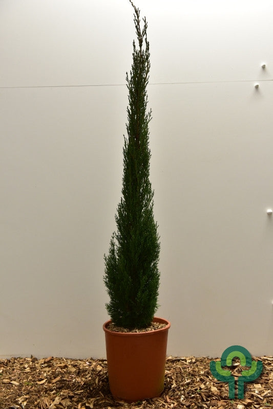 Italiaanse cipres (Cupressus sempervirens) 'Totem'