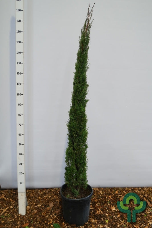 Italiaanse cipres (Cupressus sempervirens) 'Totem'
