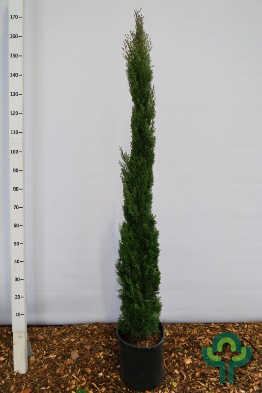 Italiaanse cipres (Cupressus sempervirens) 'Totem'