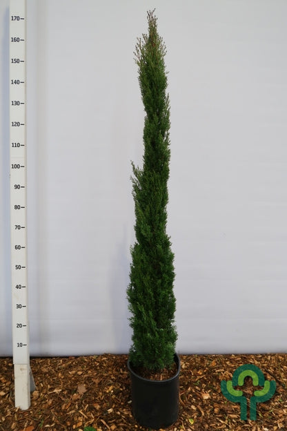 Italiaanse cipres (Cupressus sempervirens) 'Totem'