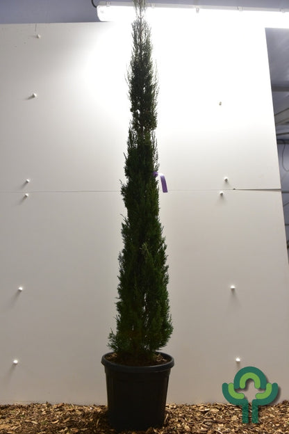Italiaanse cipres (Cupressus sempervirens) 'Totem'