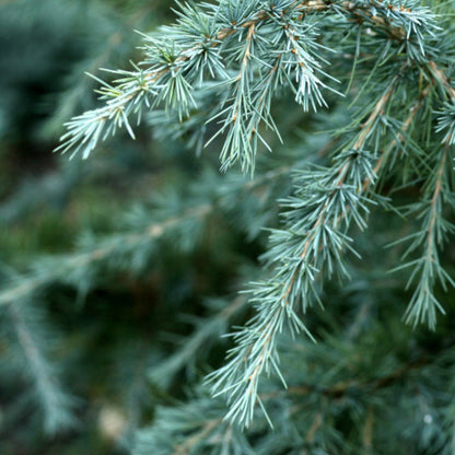 Himalayaceder (Cedrus deodara) 'Bushes Electra'