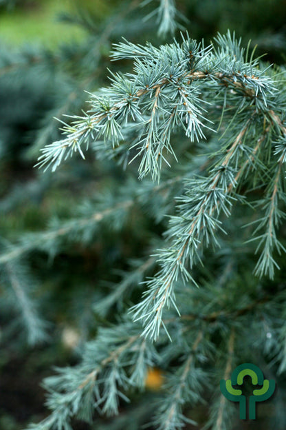 Himalayaceder (Cedrus deodara) 'Bushes Electra'